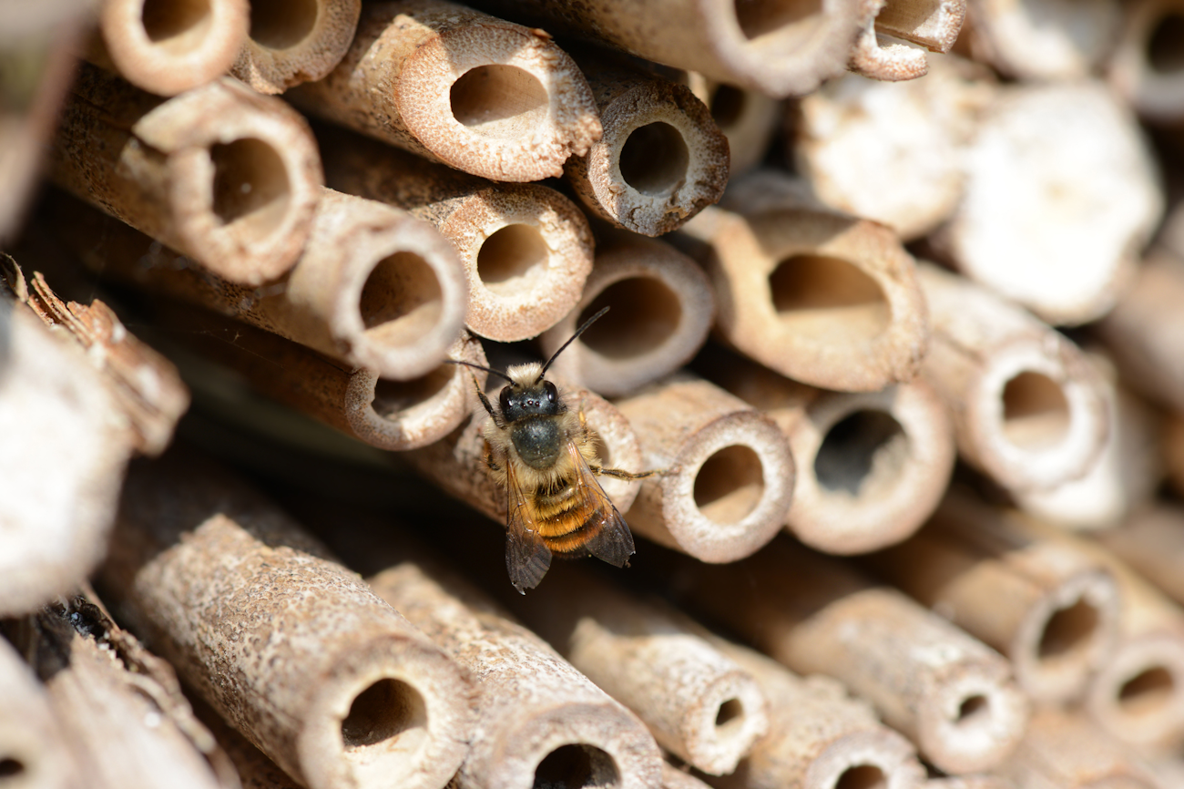 wasp in a bee hotel made of wood