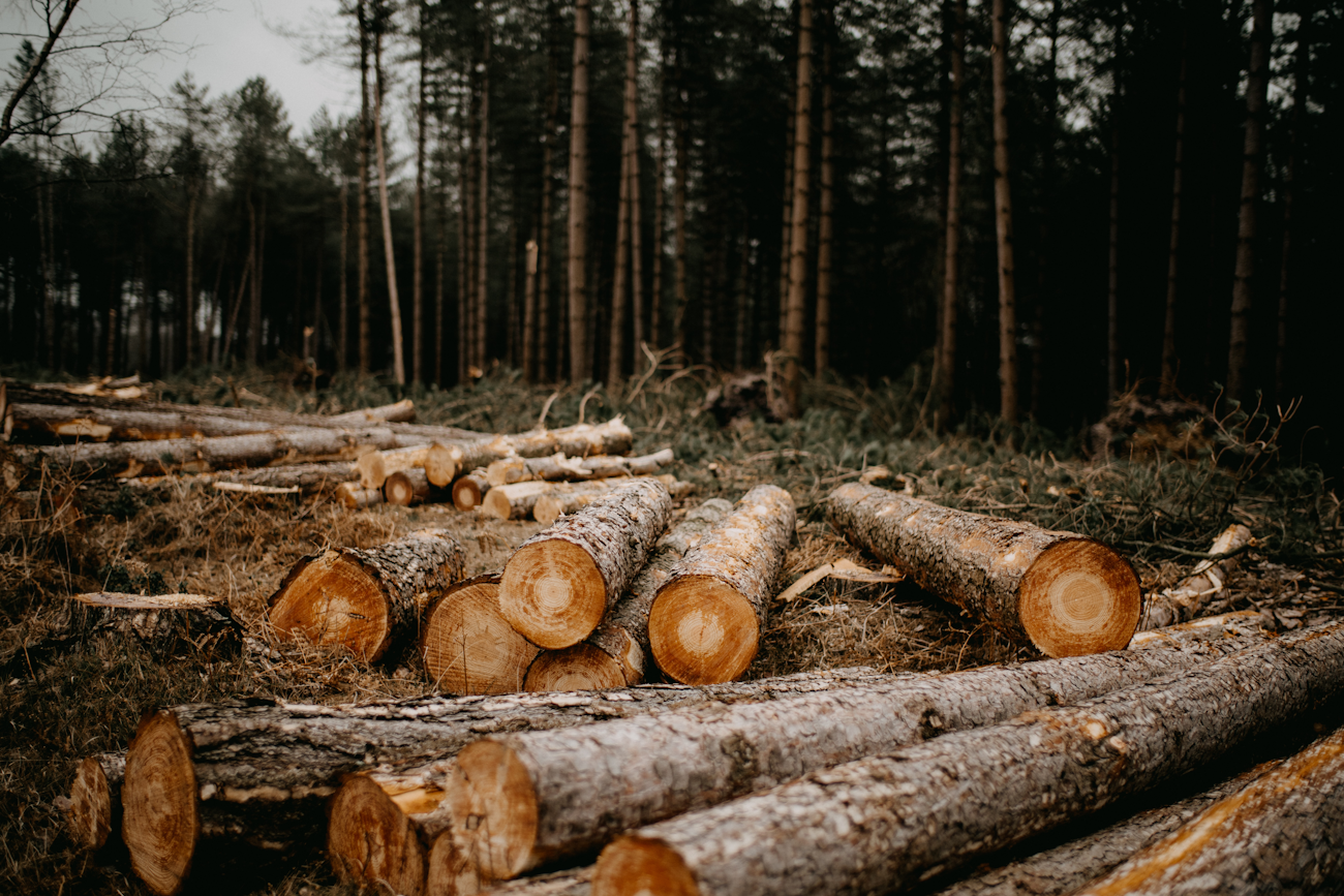timber cuttings